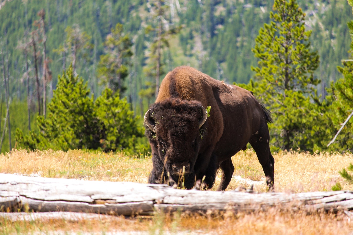 Restoring Bison at the American Prairie Reserve
