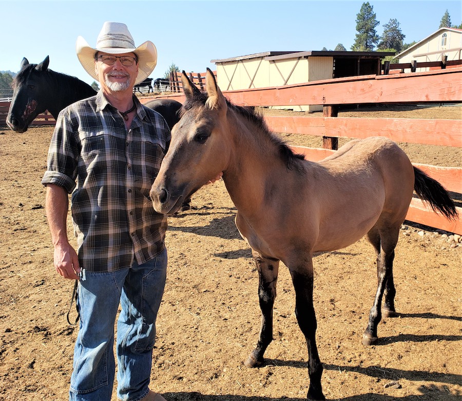 wildhorse